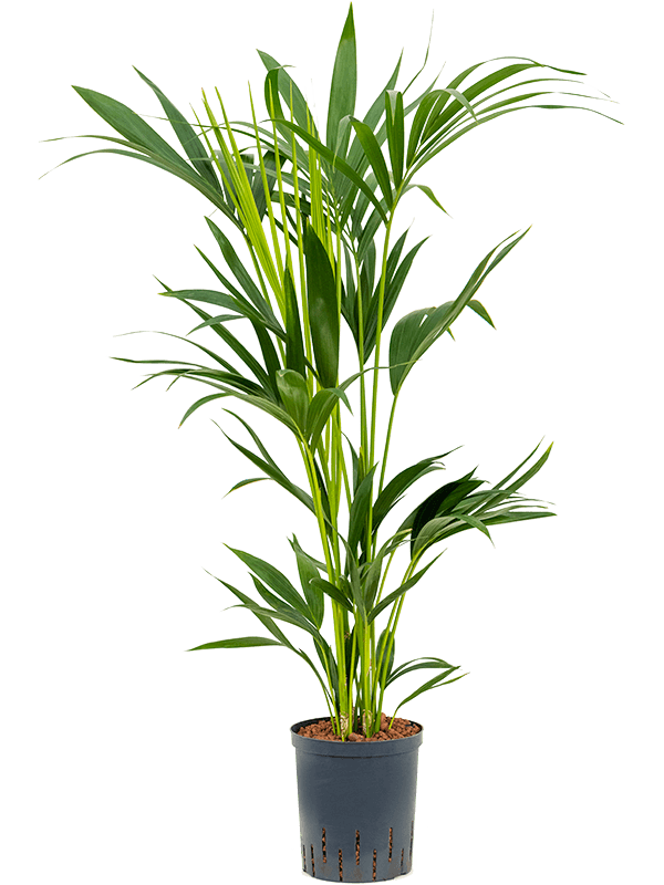 Howea Fosteriana - Kentia Palm ⌀17cm ↑80cm - Cambridge Bee