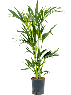 Howea Fosteriana - Kentia Palm ⌀17cm ↑80cm - Cambridge Bee