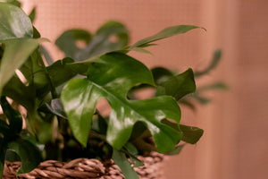 Monstera Minima - Rhaphidophora Tetrasperma - Cambridge Bee
