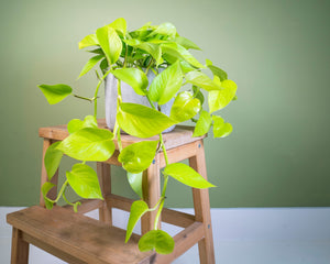 Epipremnum pinnatum Golden Neon Pothos ⌀12cm ↑20cm - Cambridge Bee