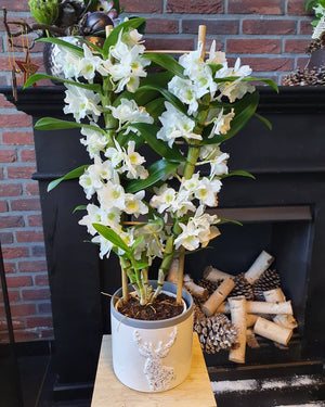 Dendrobium Nobile - White Orchid - Cambridge Bee