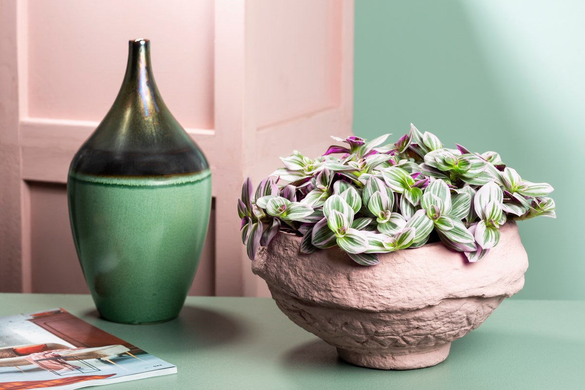 Tradescantia Nanouk  - Wondering Jew ⌀12cm - Cambridge Bee