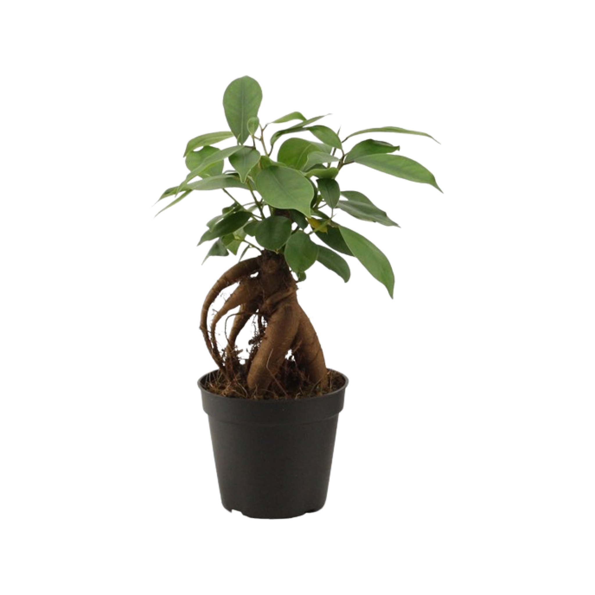 Bee ginseng - Ficus tree Easy Cambridge bonsai -