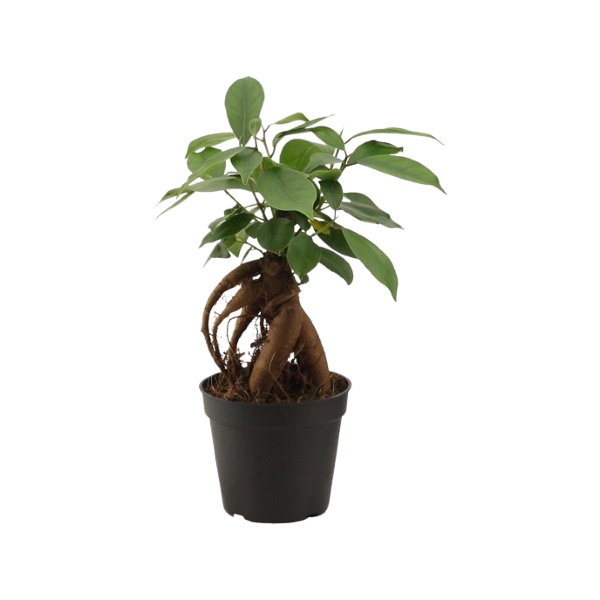 Ficus ginseng - Easy bonsai tree - Cambridge Bee