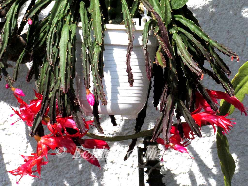 Schlumbergera  Exotica - Christmas Cactus ⌀12cm ↑30cm - Cambridge Bee