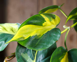 Philodendron Scandens Brasil - variegated Heart-leaf philodendron ⌀12cm - Cambridge Bee