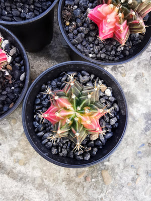 Gymno cactus Variegata - Variegated Cactus - Cambridge Bee