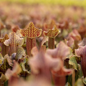 Sarracenia - Trumpet Pitcher plant ⌀8.5cm - Cambridge Bee