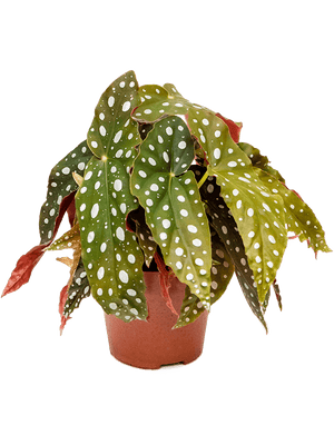 Begonia Maculata - Polka Dot Begonia - Cambridge Bee