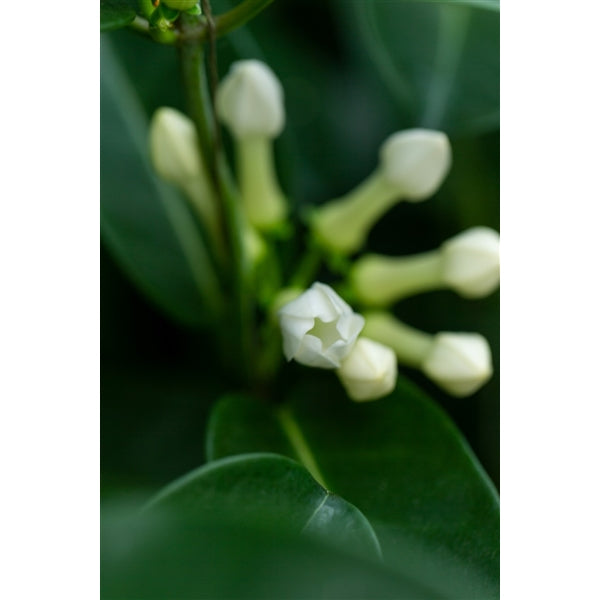 Stephanotis Floribunda - Madagascar Jasmine