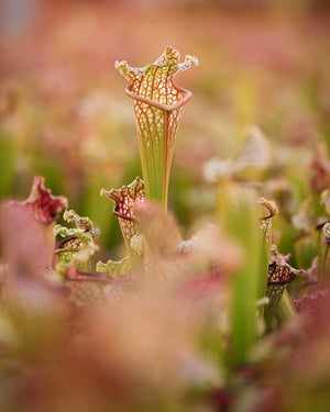 Sarracenia - Trumpet Pitcher plant ⌀8.5cm - Cambridge Bee
