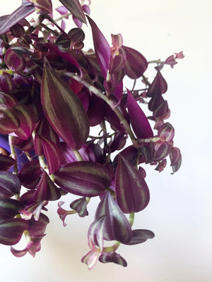 Tradescantia Purple Passion - Wondering Jew ⌀12cm - Cambridge Bee