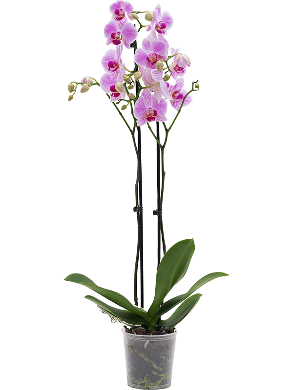 Phalaenopsis Orchid - Pink 2stem - Cambridge Bee