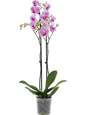 Phalaenopsis Orchid - Pink 2stem - Cambridge Bee