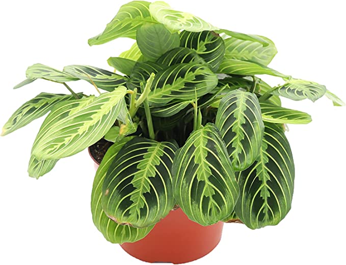 Maranta Lemon Lime - prayer plant Lemon Lime ⌀12cm - Cambridge Bee