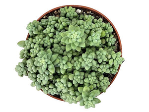 Sedum Burrito ⌀8.5cm - Cambridge Bee