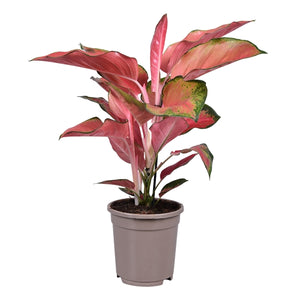 Aglaonema Orange star - Chinese Evergreen - Cambridge Bee