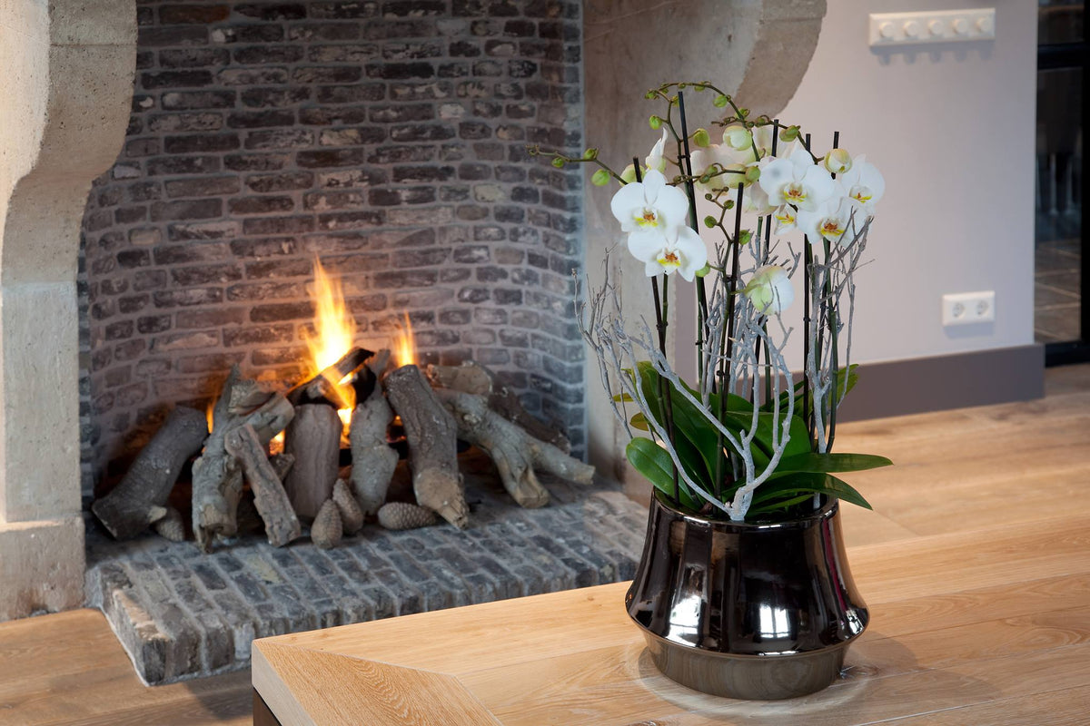 Phalaenopsis Orchid - White 2stem - Cambridge Bee