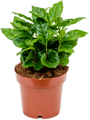 Coffea Arabica - Real Coffee - Cambridge Bee