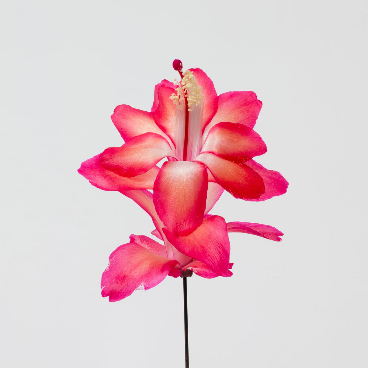 Schlumbergera - Christmas Cactus - Red ⌀13cm ↑25cm - Cambridge Bee