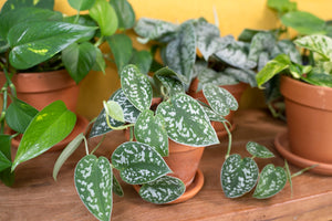 Scindapsus Pictus Argyraeus - Satin Pothos ⌀12cm - Cambridge Bee