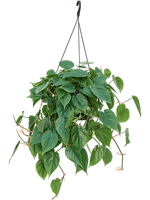Philodendron Scandens - Heart-leaf philodendron hanging ⌀15cm - Cambridge Bee