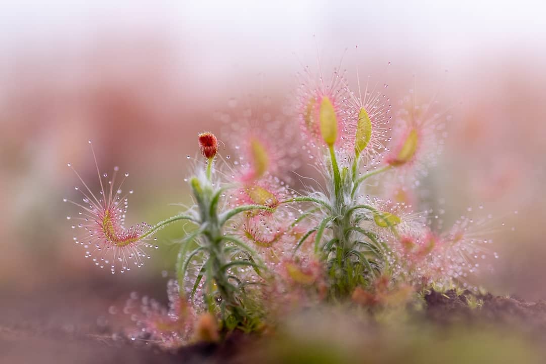 Drosera Capensis - Sundew ⌀8.5cm - Cambridge Bee