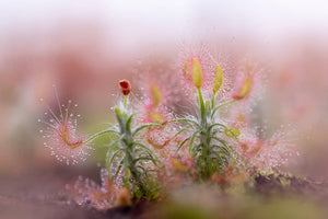 Drosera Capensis - Sundew ⌀8.5cm - Cambridge Bee