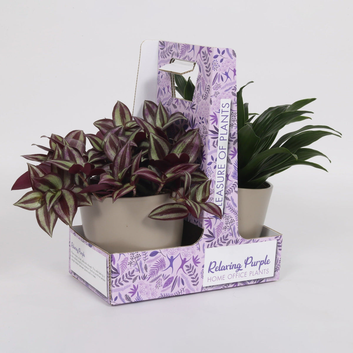 Tradescantia Zebrina - Wondering Jew ⌀12cm - Cambridge Bee