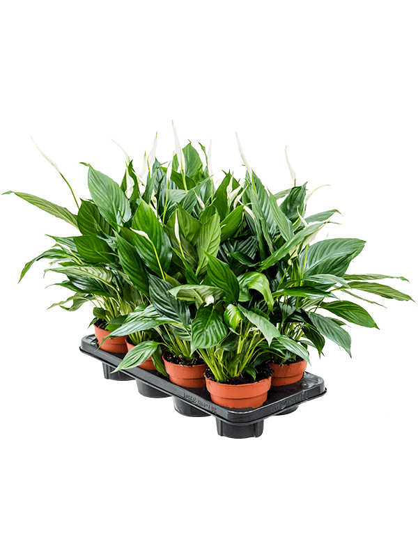 Spathiphyllum - Peace lily ⌀12cm ↑40cm - Cambridge Bee