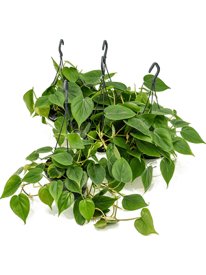 Philodendron Scandens - Heart-leaf philodendron hanging ⌀15cm - Cambridge Bee