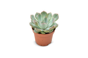 Echeveria Succulent Mix - set of 3 - Cambridge Bee