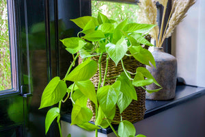 Epipremnum pinnatum Golden Neon Pothos ⌀12cm ↑20cm - Cambridge Bee