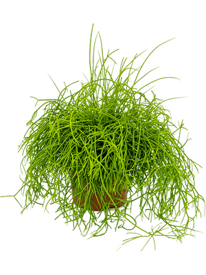 Rhipsalis Cassutha - Mistletoe Cactus - Cambridge Bee