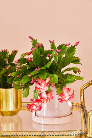 Schlumbergera - Christmas Cactus - Red ⌀13cm ↑25cm - Cambridge Bee