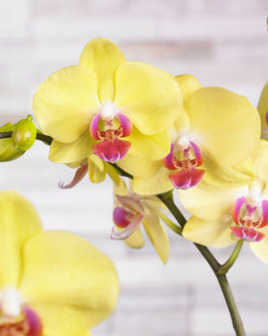 Phalaenopsis Orchid - Yellow 2stem - Cambridge Bee