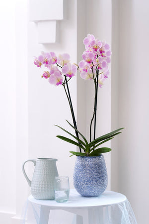 Phalaenopsis Orchid - Pink 2stem - Cambridge Bee