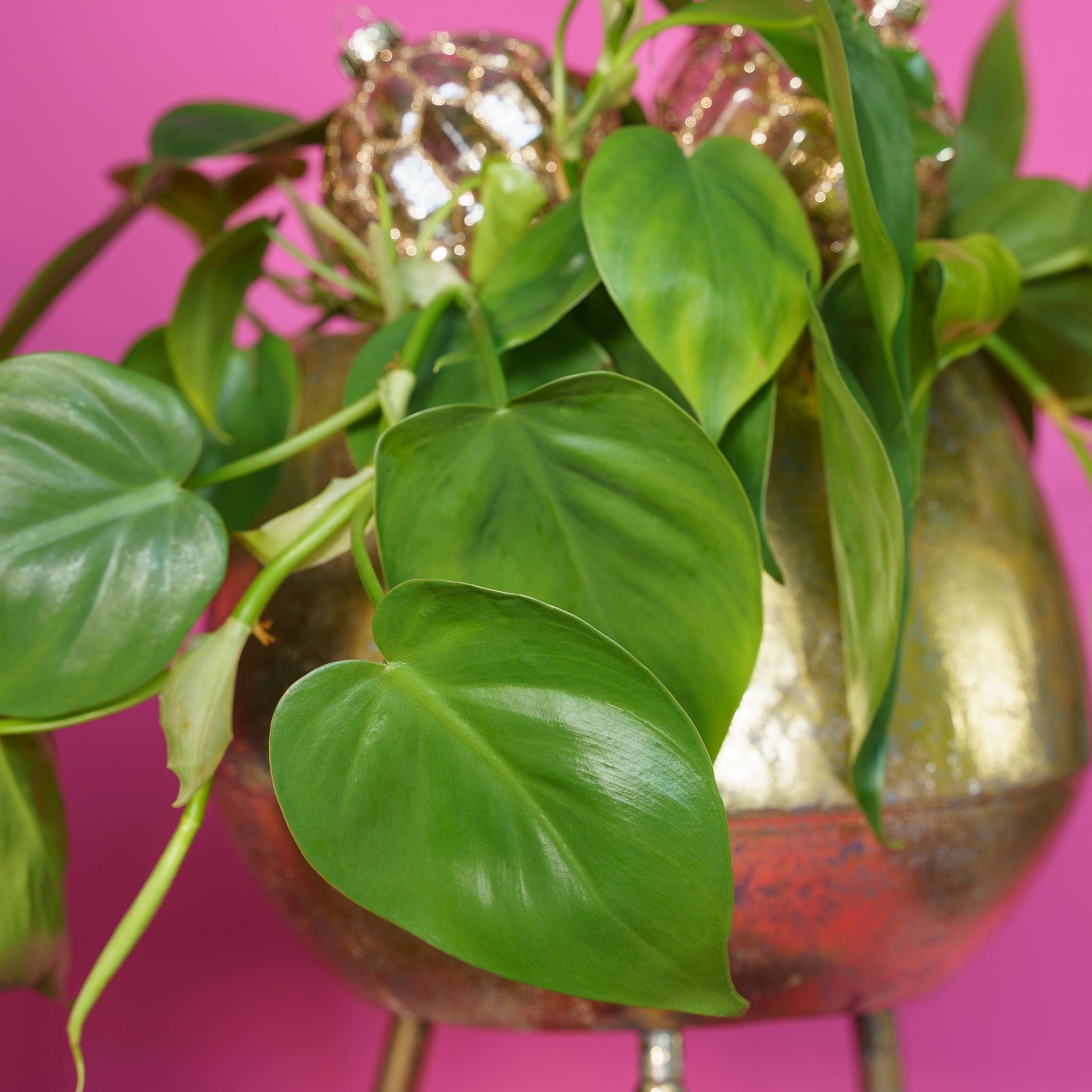 heart leaf philodendrons flowers Heart Leaf Philodendron Scandens