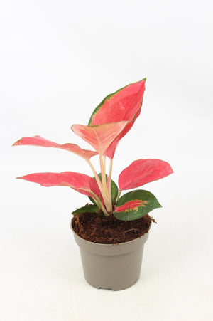 Aglaonema Orange star - Chinese Evergreen - Cambridge Bee