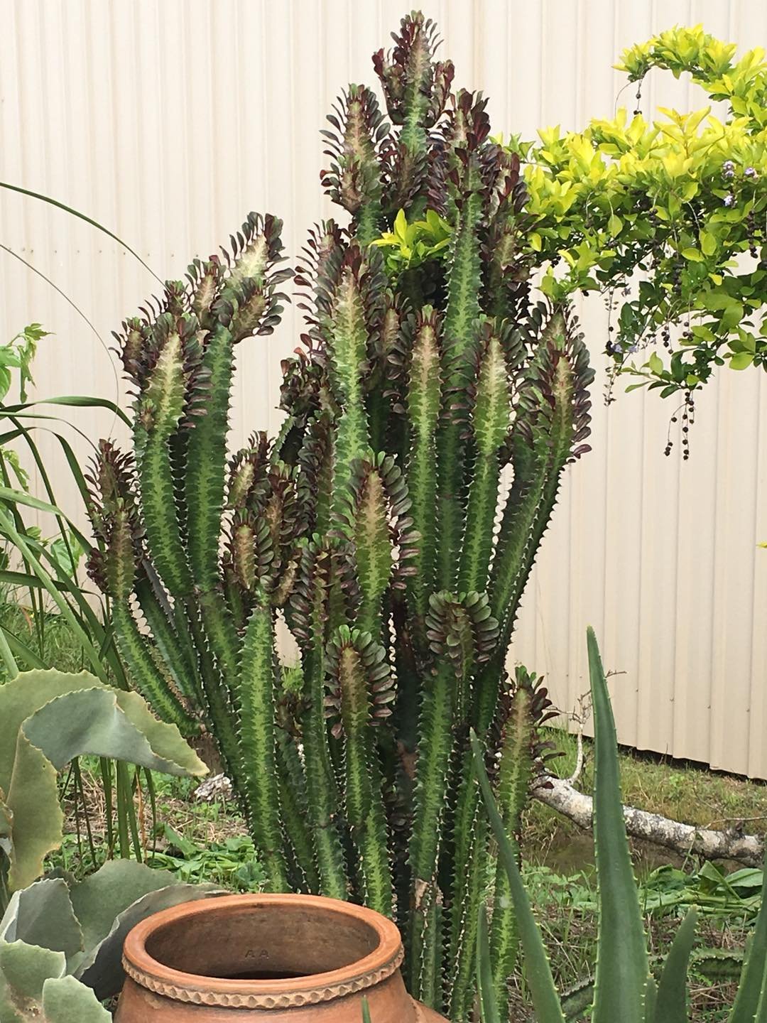 Euphorbia trigona rubra - African Milk Tree Succulent ⌀ 17cm ↑ 70cm - Cambridge Bee