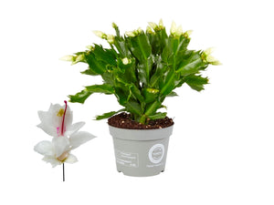 Schlumbergera - Christmas Cactus - White ⌀13cm ↑25cm - Cambridge Bee