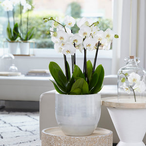 Phalaenopsis Orchid - White 2stem - Cambridge Bee