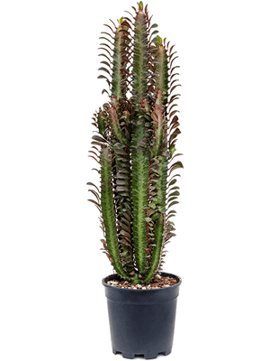 Euphorbia trigona rubra - African Milk Tree Succulent ⌀ 17cm ↑ 70cm - Cambridge Bee