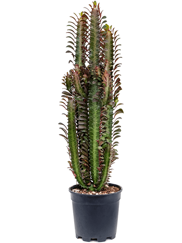 indoor african milk plant Euphorbia trigona rubra - African Milk Tree Succulent ⌀ 17cm ↑ 70cm