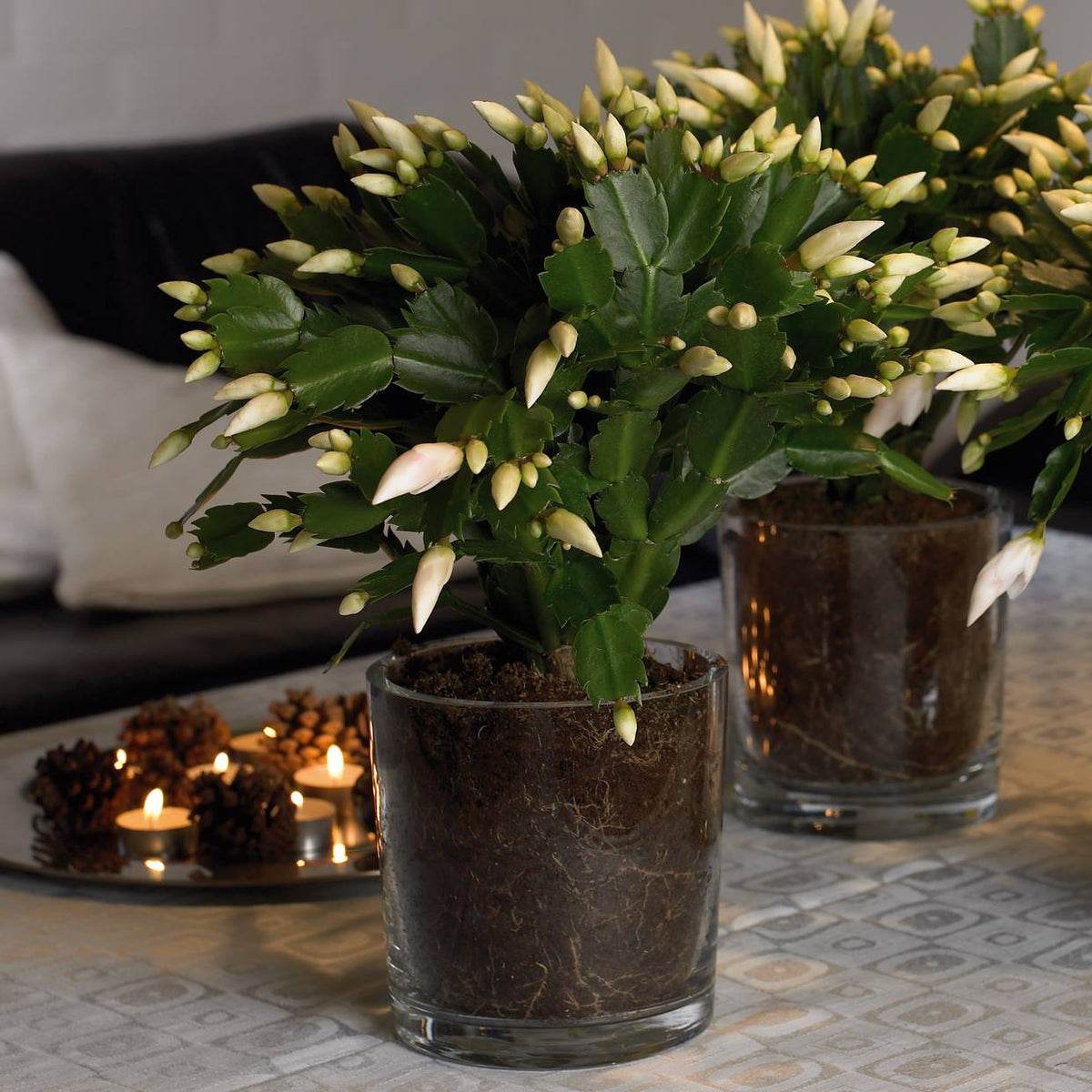 Schlumbergera - Christmas Cactus - White ⌀13cm ↑25cm - Cambridge Bee