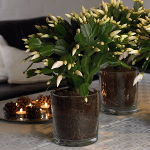 Schlumbergera - Christmas Cactus - White ⌀13cm ↑25cm - Cambridge Bee