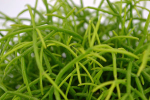 Rhipsalis Cassutha - Mistletoe Cactus - Cambridge Bee