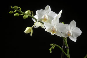 Phalaenopsis Orchid - White 2stem - Cambridge Bee
