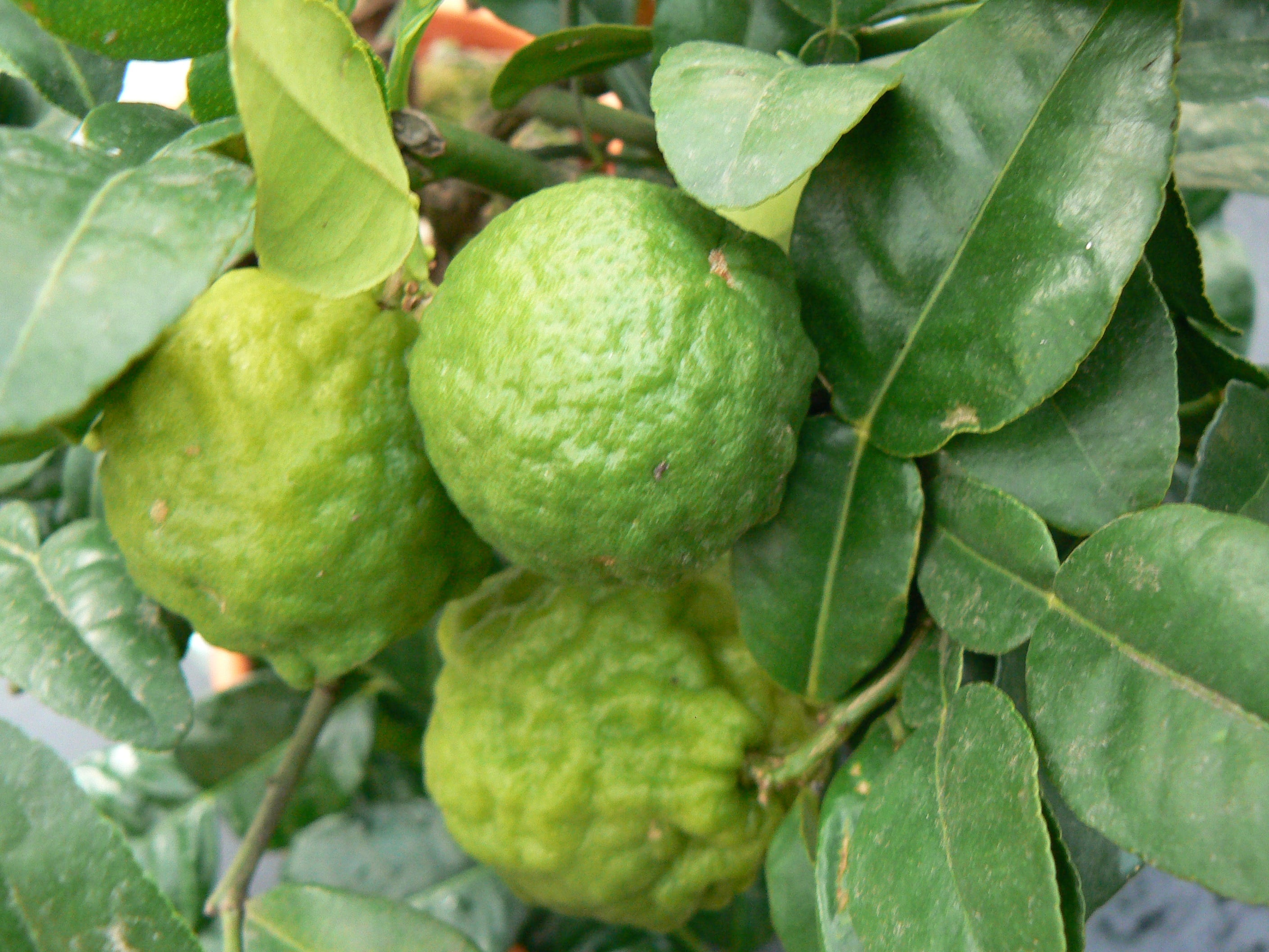 Citrus hystrix - Djeroek poeroet - Kaffirlimoen - Palma Verde Exoten Citrus hystrix - Djeroek poeroet - Kaffirlimoen - Palma Verde Exoten
