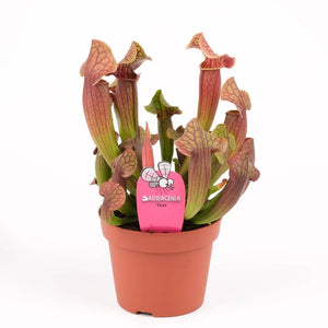 Sarracenia - Trumpet Pitcher plant ⌀8.5cm - Cambridge Bee